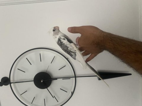 Evcil sultan papağanı