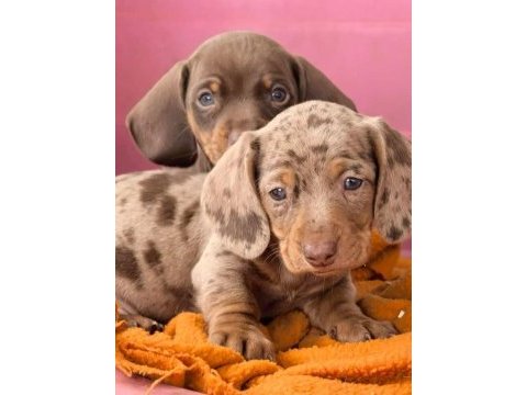 Çikolata ve çikolata merle dachshund yavrular