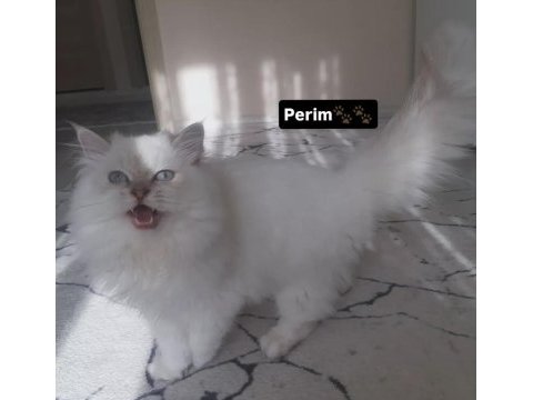 British longhair dişi