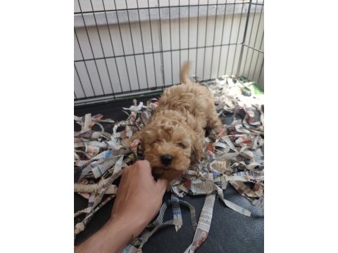 F1 maltipoo poodle kalitesinde