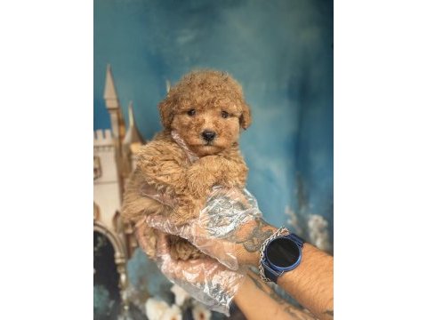 Apricot maltipoo yavruları özel renk ve sevimli görünüm