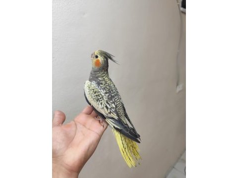 Lutino sultan papağanı ele kola alışık
