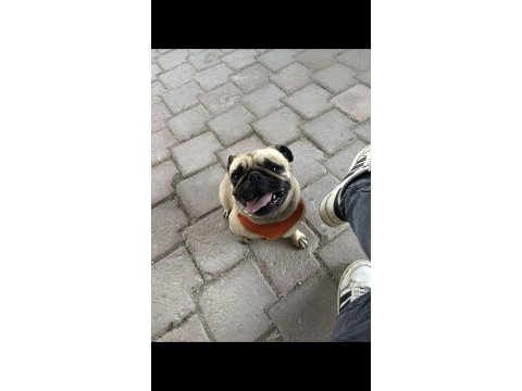 Yetişkin dişi pug 5.5 yaşında