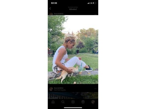 Chihuahua longhair (uzun tüylü) dişi elma kafa küt burun