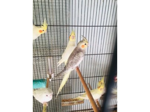 Yeni yeme düşen yavrular sultan papağanı