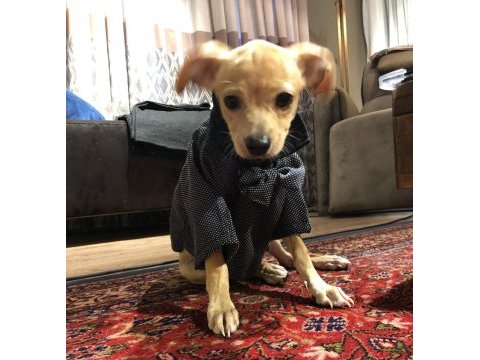 Safkan orjinal pinscher