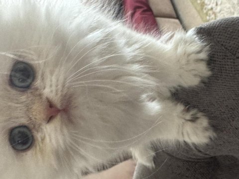 Oyuncu british longhair oburum