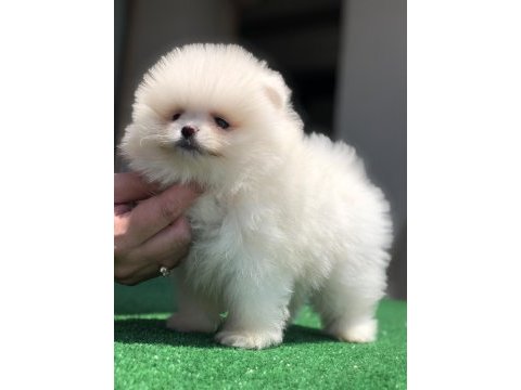 2.5 aylık 2 dişi ve 1 erkek üst kalite pomeranian boo