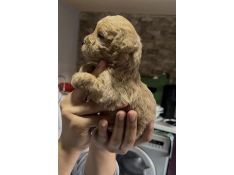 Toy poodle yavrularımız