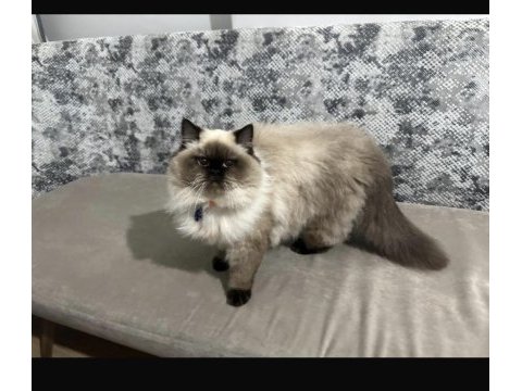British longhair dişi