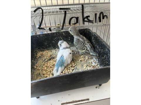 Yavrulu muhabbet kuşu takımları