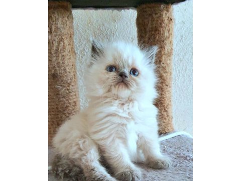 Çok çirkin british longhair yavru