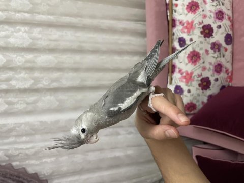 Yavru ıslık çalan erkek sultan papağanı