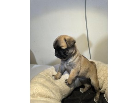 A kalite ırk garantili pug mops yavru