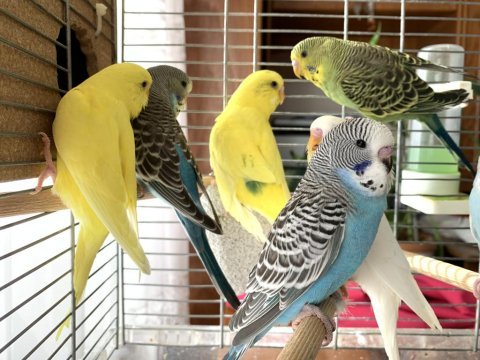Öğretmenden evde beslenen temiz ve bakımlı muhabbet kuşu