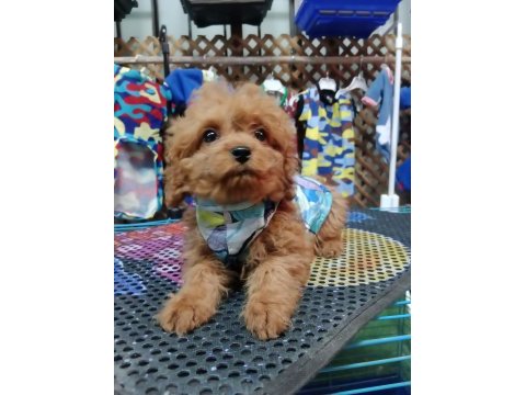 Poodle köpeğimizi için ulaşın