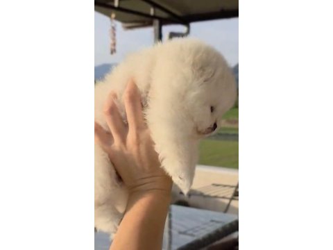 Sağlık ve ırk garantili pomeranian yavru