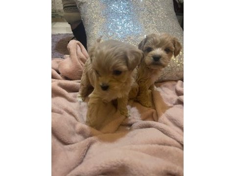 Baby face maltipoo korekan yavrular