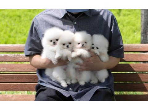 Teddy bear pomeranian en mini yavrular