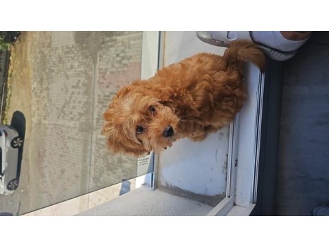 4 aylık maltipoo