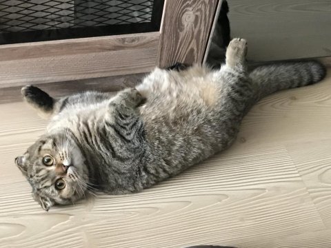 Çok akıllı uysal scottish fold kedimiz zeus