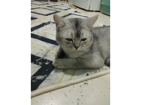 7 aylık british longhair