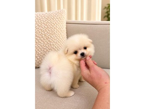 Pomeranian teddy bear 