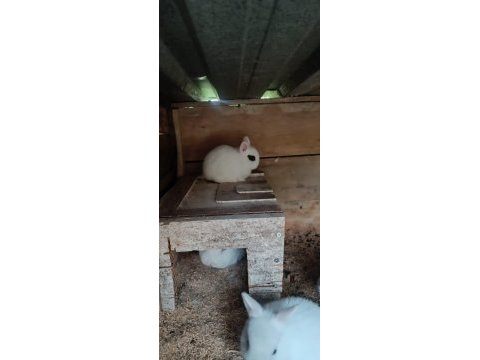 Cüce tavşan yavrular