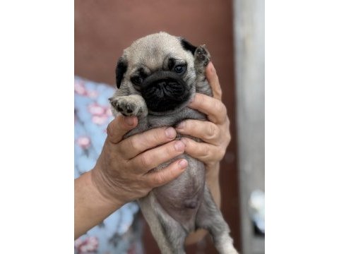 Pug mops bebekler