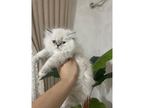 British longhair kedimiz