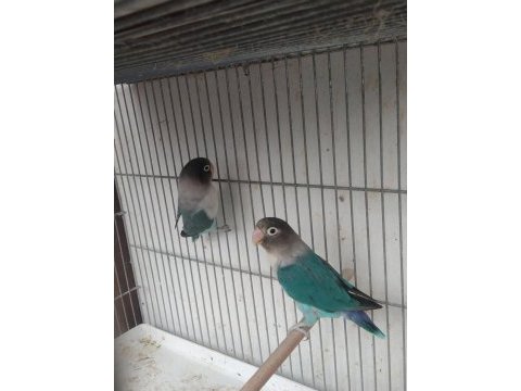 Yavru yumurta garantili cennet papağanı takım