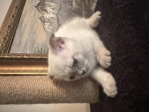 Sahibinden scottish fold kedimiz