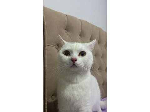 Dişi british shorthair kedimize damat adayı arıyoruz