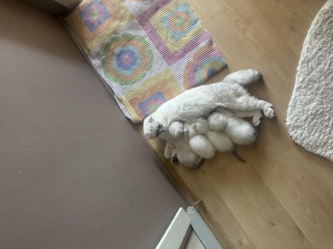 Yavru scottish fold kediler