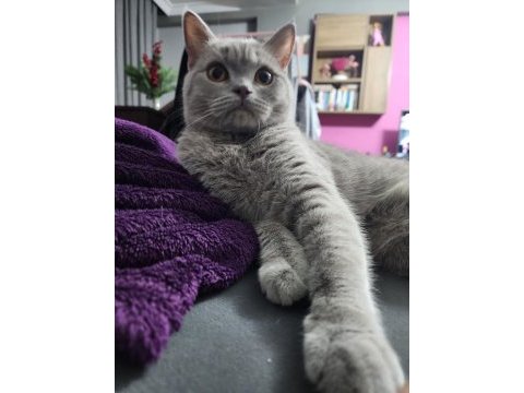 British shorthair lilac renk
