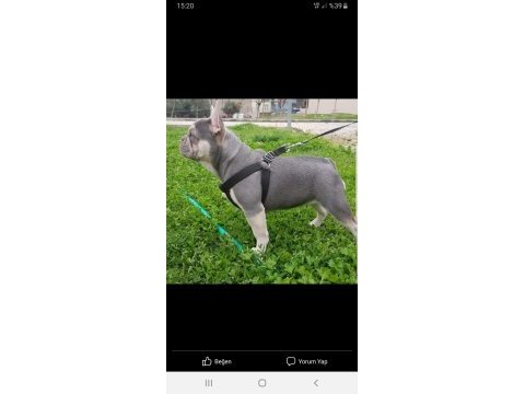 Kardeş french bulldog sahiplendirme