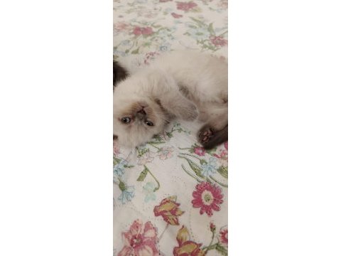 Blue point disi gri erkek kedimiz