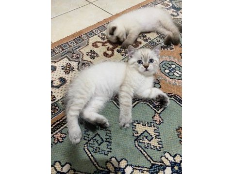 Bu british shorthair güzellik kaçmaz
