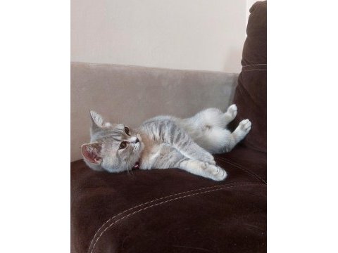 3 aylık dişi british shorthair yavrumuz