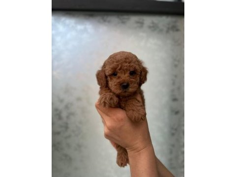 Toy poodle yavrular