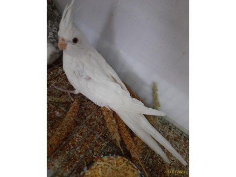 Papağan yetişkin ve yavru çeşitlerimiz