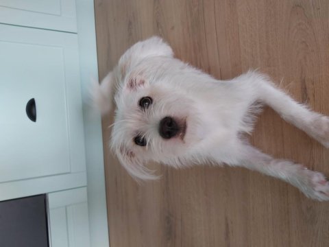 Bahçeli ortama ücretsiz terrier