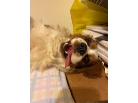 Evinizin neşesi rom cavalier king