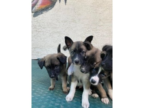 Barniesse golden mountain dogx husky mix