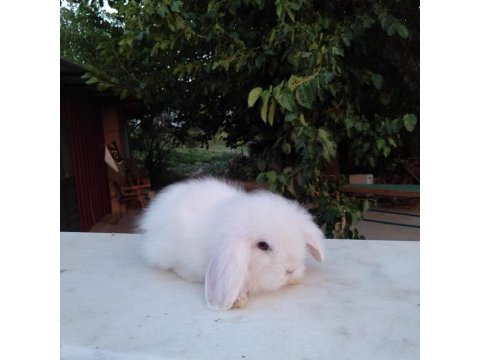 Orjinal hollanda lop tavşanı yavru