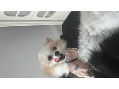 Pomeranian boo erkek 1 yaşında kısır değil