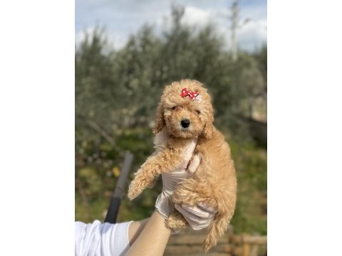 Dişi poodle güzeller güzeli kızımız