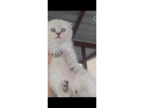 Scottish fold kedimiz