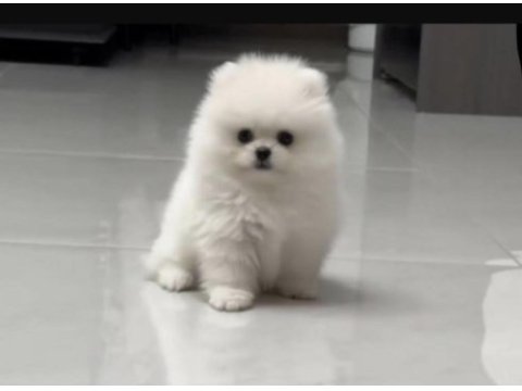 Pomerianan boo köpekler
