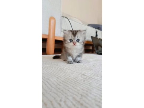 Chinchilla dişi ve erkek yavrular